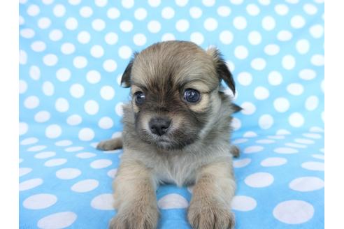 成約済の千葉県のチワワ(ロングコート)-68831の5枚目