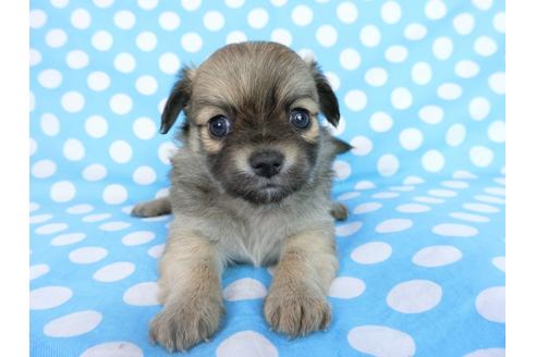 成約済の千葉県のチワワ(ロングコート)-68831の4枚目