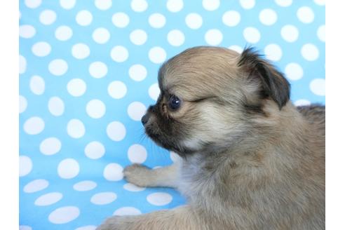 成約済の千葉県のチワワ(ロングコート)-68831の3枚目