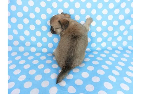 成約済の千葉県のチワワ(ロングコート)-68831の2枚目