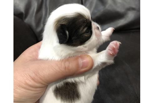 青森県の狆 チン 女の子 2019 03 14生まれ 赤白 子犬id 68825 ブリーダーナビ