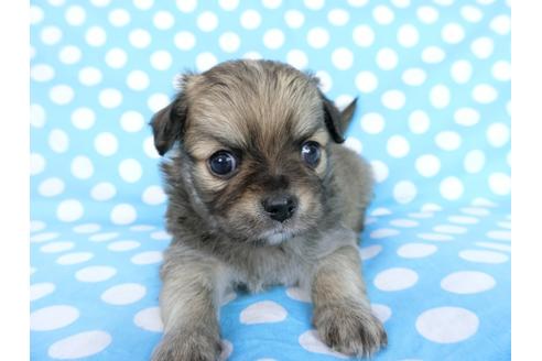 成約済の千葉県のチワワ(ロングコート)-68840