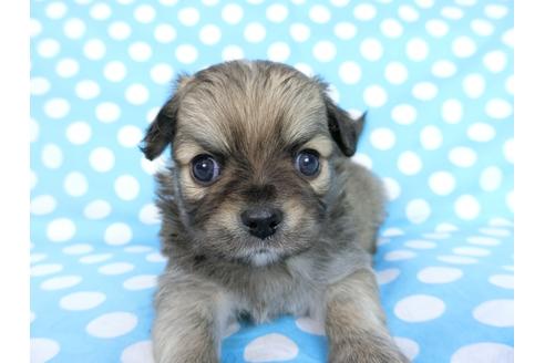 成約済の千葉県のチワワ(ロングコート)-68840の4枚目