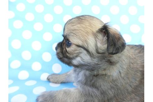 成約済の千葉県のチワワ(ロングコート)-68840の3枚目