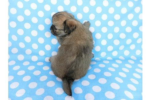 成約済の千葉県のチワワ(ロングコート)-68840の2枚目