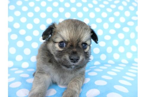 成約済の千葉県のチワワ(ロングコート)-68842の8枚目