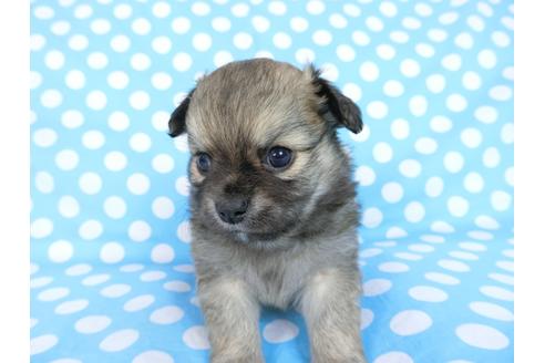 成約済の千葉県のチワワ(ロングコート)-68842の7枚目