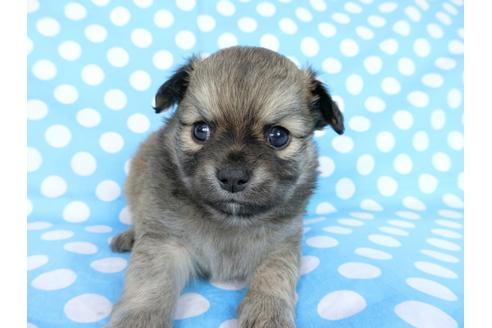 成約済の千葉県のチワワ(ロングコート)-68842の6枚目