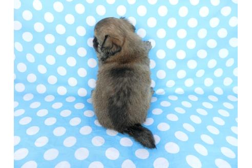 成約済の千葉県のチワワ(ロングコート)-68842の5枚目