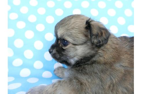 成約済の千葉県のチワワ(ロングコート)-68842の4枚目