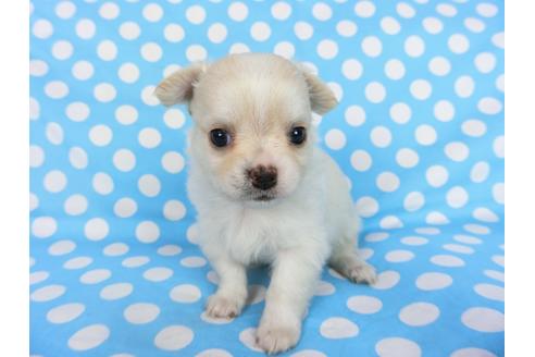 成約済の千葉県のチワワ(ロングコート)-68844の15枚目