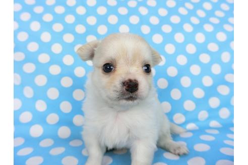 成約済の千葉県のチワワ(ロングコート)-68844の14枚目