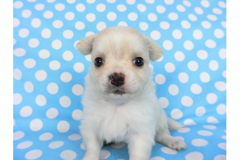 成約済の千葉県のチワワ(ロングコート)-68844の13枚目