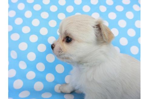 成約済の千葉県のチワワ(ロングコート)-68844の12枚目