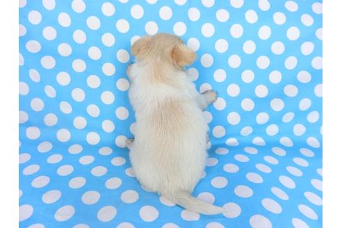 成約済の千葉県のチワワ(ロングコート)-68844の11枚目