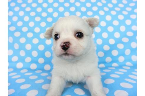 成約済の千葉県のチワワ(ロングコート)-68846の9枚目