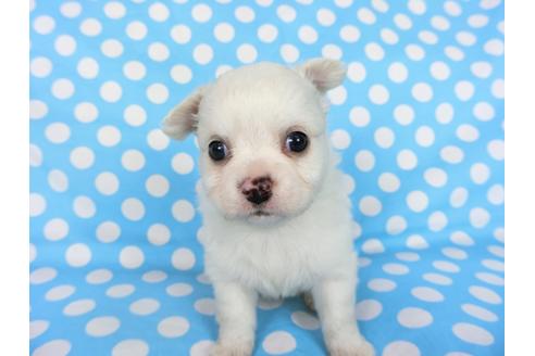 成約済の千葉県のチワワ(ロングコート)-68846の8枚目