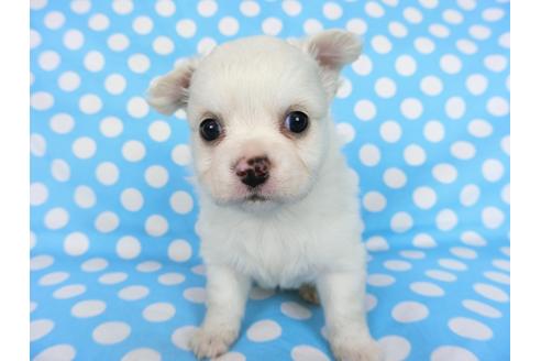 成約済の千葉県のチワワ(ロングコート)-68846の7枚目