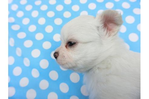 成約済の千葉県のチワワ(ロングコート)-68846の6枚目