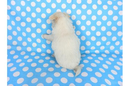 成約済の千葉県のチワワ(ロングコート)-68846の5枚目