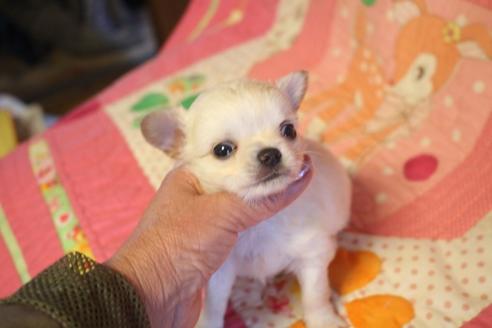 成約済の奈良県のチワワ(ロングコート)-68879の2枚目
