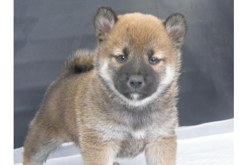 成約済の愛知県の柴犬-68522の1枚目