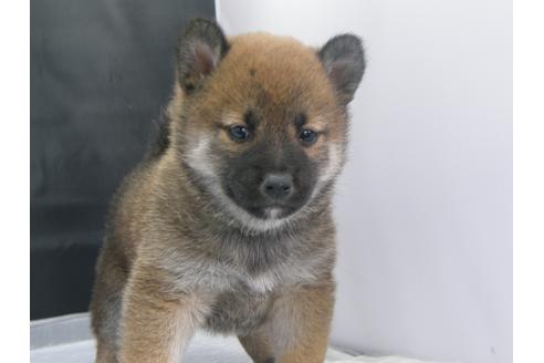 成約済の愛知県の柴犬-68522の5枚目