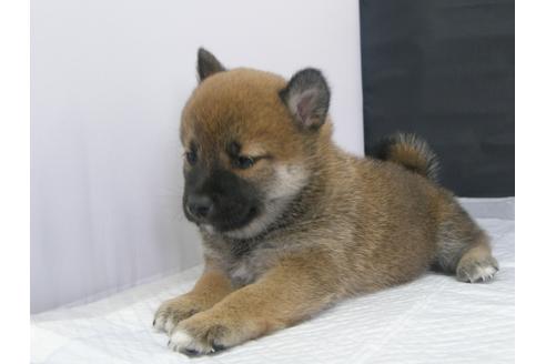 成約済の愛知県の柴犬-68522の4枚目