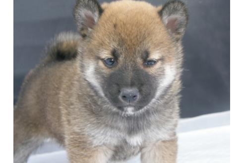 成約済の愛知県の柴犬-68522の2枚目