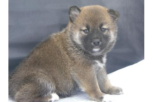 成約済の愛知県の柴犬-68521の3枚目
