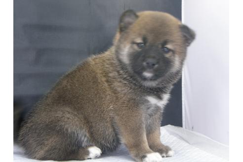 成約済の愛知県の柴犬-68521の2枚目