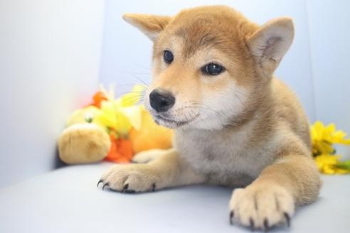成約済の愛知県の柴犬-63439の1枚目