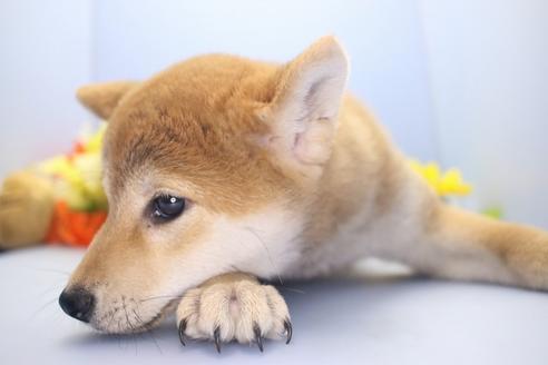 成約済の愛知県の柴犬-63439の3枚目