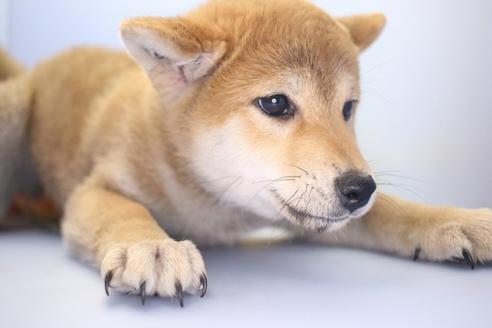 成約済の愛知県の柴犬-63439の2枚目