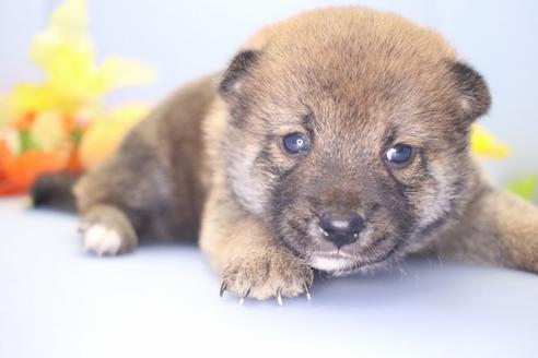 成約済の愛知県の柴犬-67859の1枚目