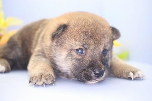 成約済の愛知県の柴犬-67859の3枚目