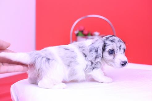 成約済の愛知県のミニチュアダックスフンド(ロングヘアード)-67787の1枚目
