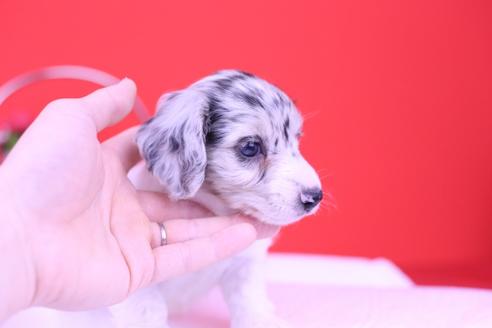 成約済の愛知県のミニチュアダックスフンド(ロングヘアード)-67787の4枚目