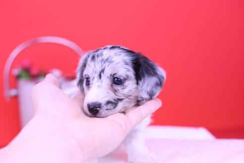 成約済の愛知県のミニチュアダックスフンド(ロングヘアード)-67787の2枚目