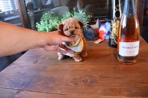 成約済の埼玉県のティーカッププードル-68830の1枚目