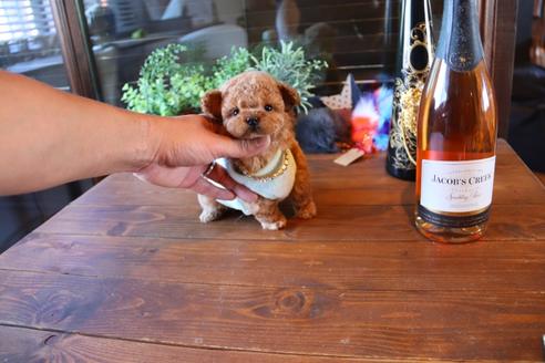 成約済の埼玉県のティーカッププードル-68830の4枚目