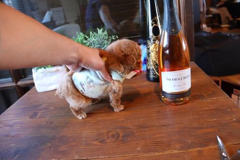 成約済の埼玉県のティーカッププードル-68830の3枚目