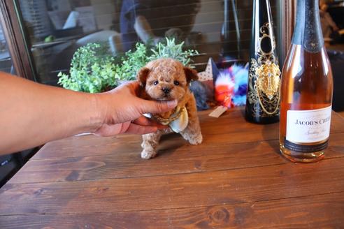 成約済の埼玉県のティーカッププードル-68830の2枚目