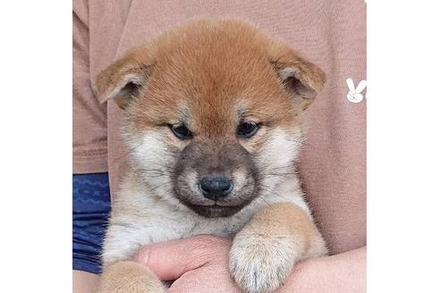 成約済の宮崎県の柴犬-66023