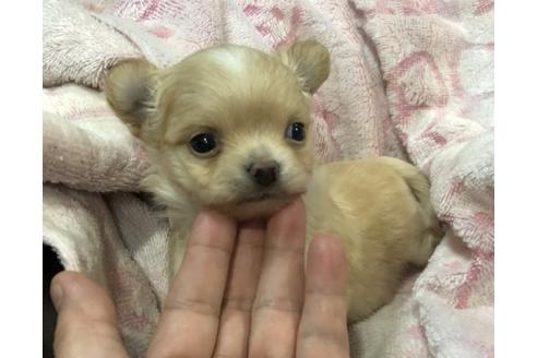 成約済の青森県のチワワ(ロングコート)-68583の2枚目