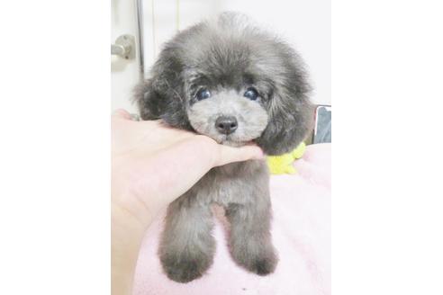 富山県のトイプードル 女の子 18 11 13生まれ シルバー 子犬id ブリーダーナビ 富山県のトイプードル 女の子 18 11 13生まれ シルバー 子犬id ブリーダーナビ