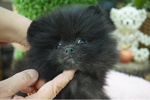 成約済の京都府のポメラニアン-66505