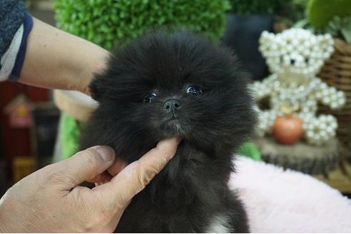 成約済の京都府のポメラニアン-66505の3枚目