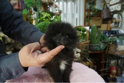 成約済の京都府のポメラニアン-66505の2枚目