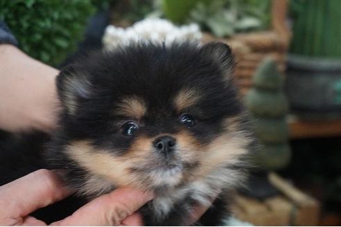 成約済の京都府のポメラニアン-67170